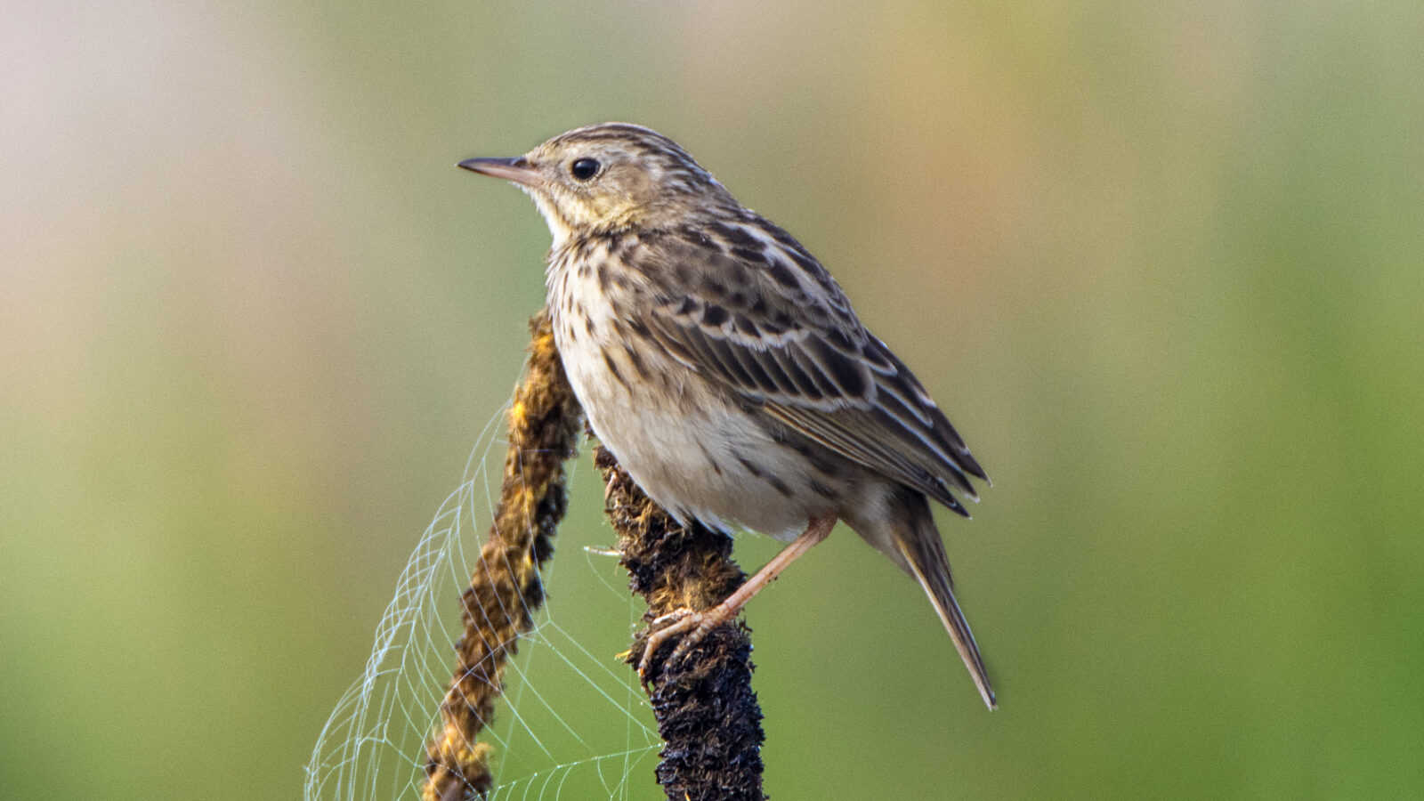 Peruvian Pipit