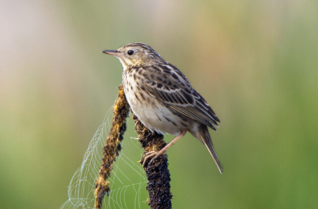Peruvian Pipit