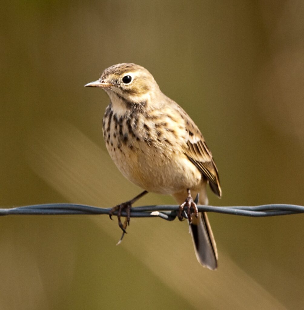 American Pipit