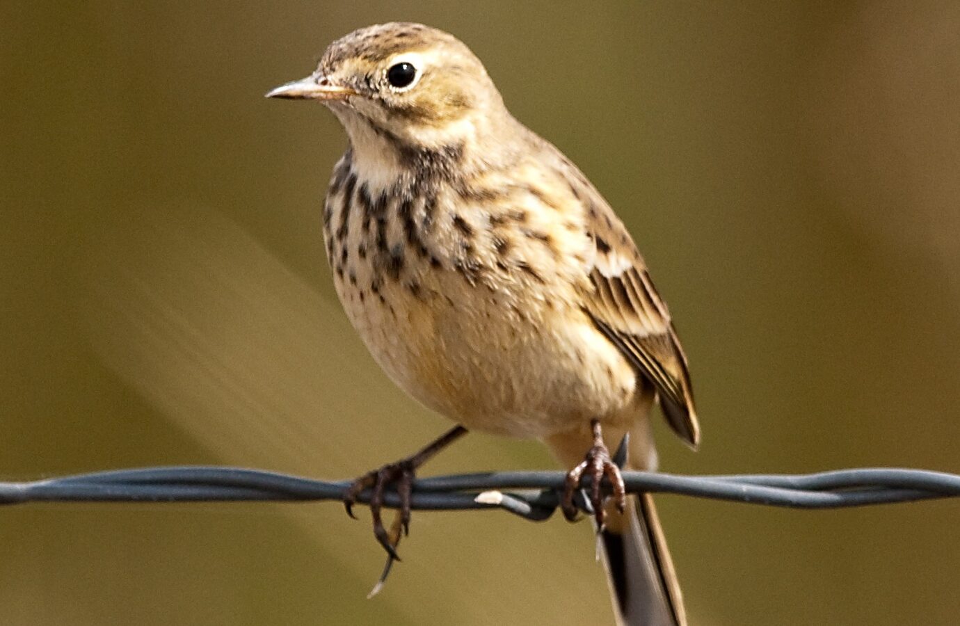 American Pipit