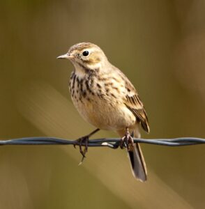American Pipit