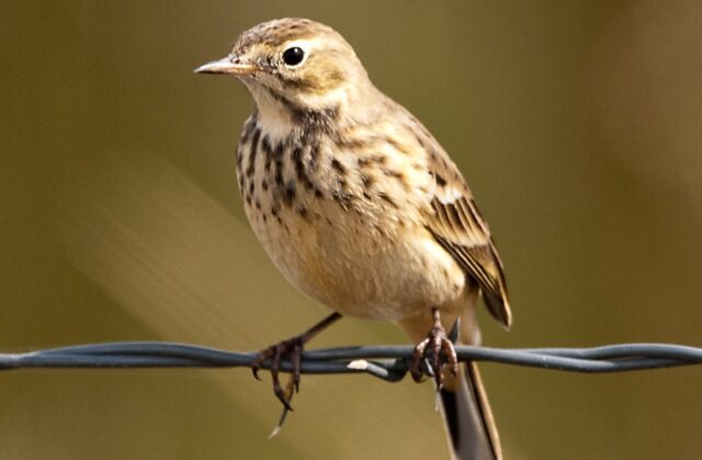 American Pipit