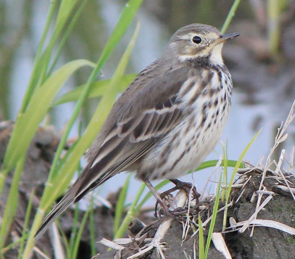 Siberian Pipit