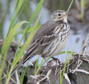 Siberian Pipit