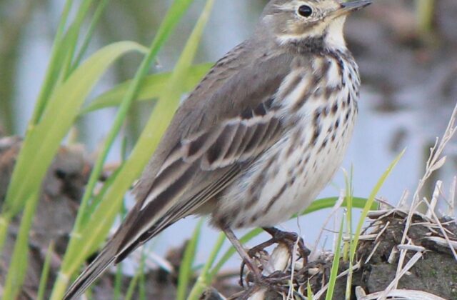 Siberian Pipit
