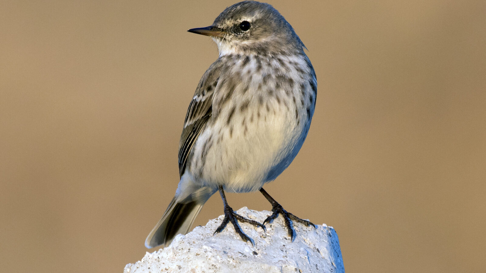 Water Pipit