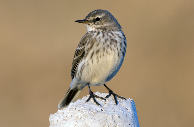 Water Pipit