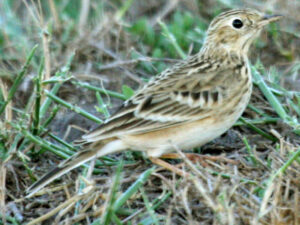 Sprague’s Pipit
