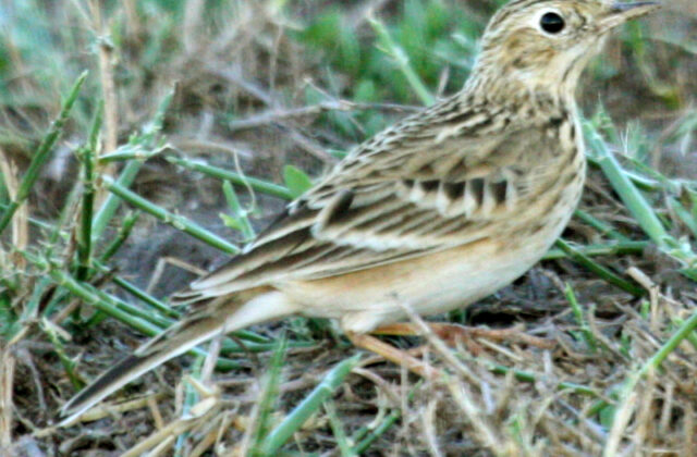 Sprague’s Pipit