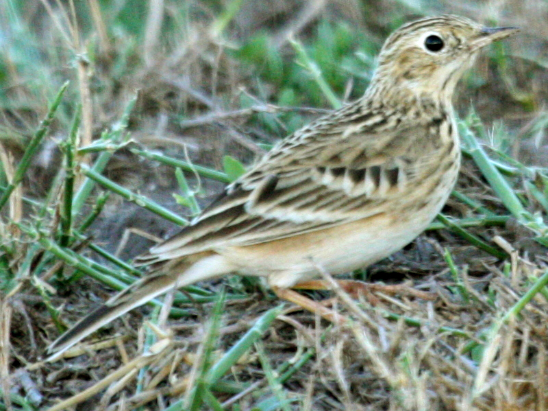 Sprague’s Pipit