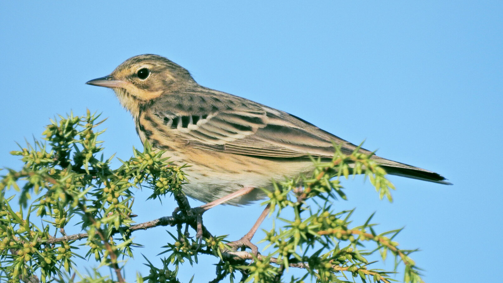 Tree Pipit