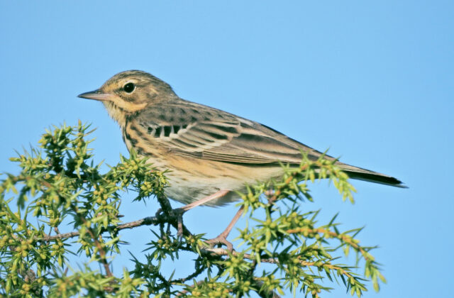 Tree Pipit