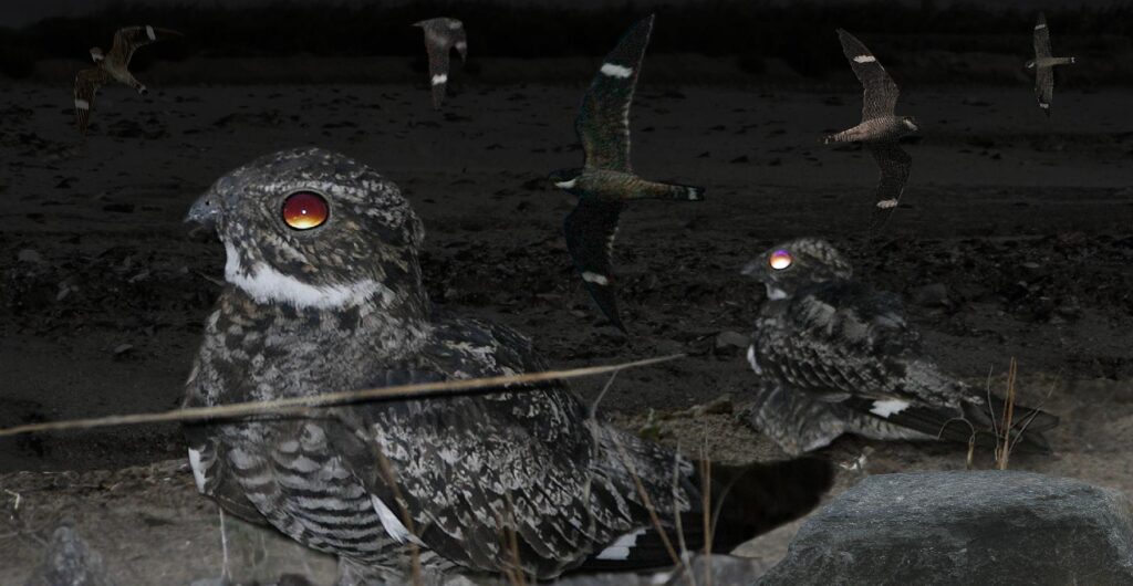 Antillean Nighthawk
