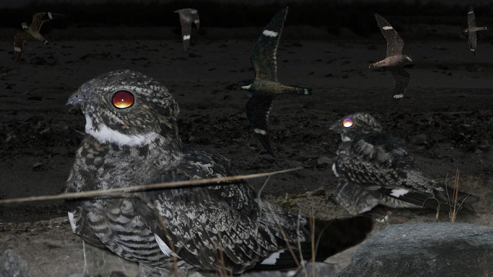 Antillean Nighthawk