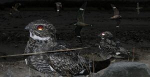 Antillean Nighthawk