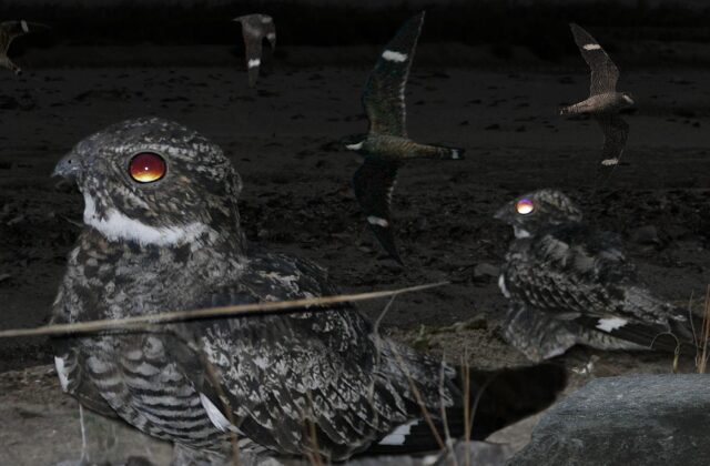 Antillean Nighthawk