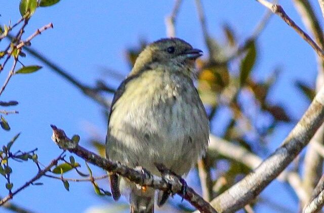 Antillean Siskin