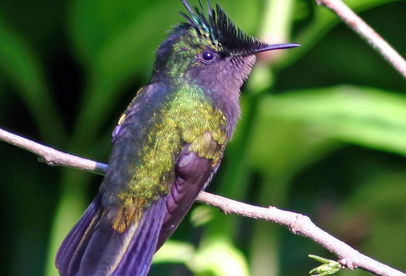 Antillean Crested Hummingbird