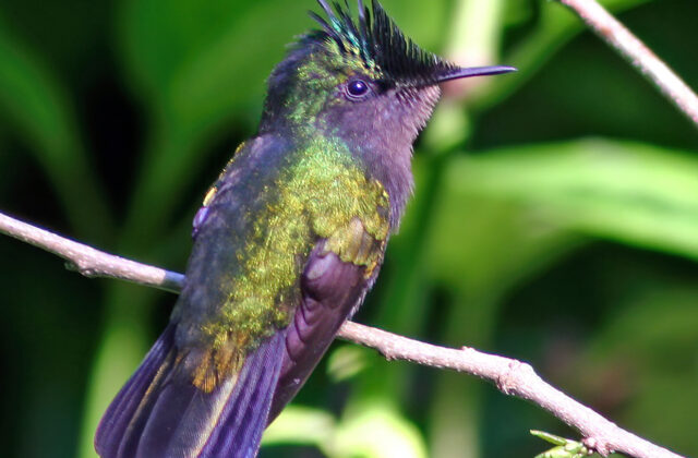 Antillean Crested Hummingbird