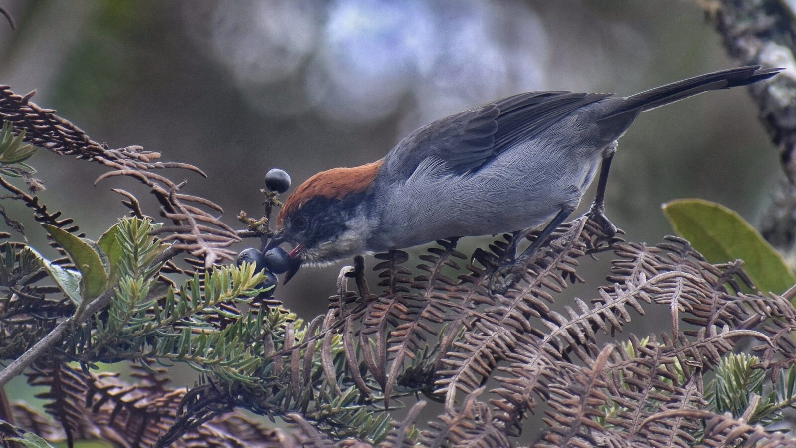 Antioquia Brushfinch