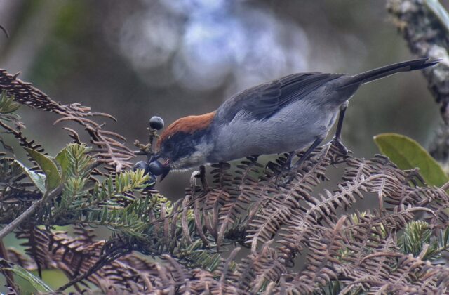 Antioquia Brushfinch