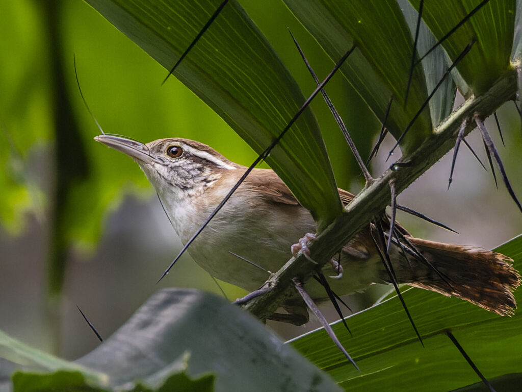 Antioquia Wren