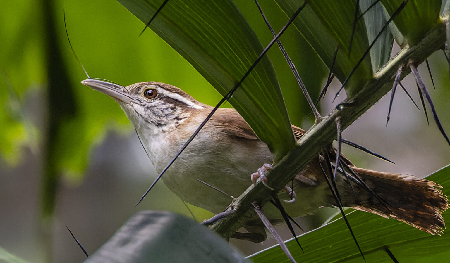 Antioquia Wren