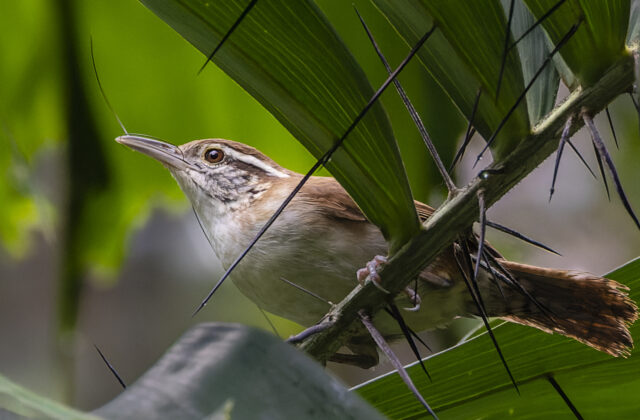 Antioquia Wren