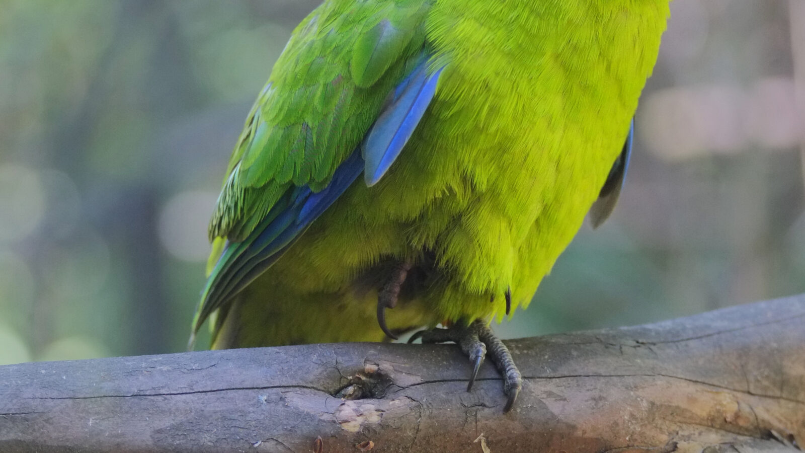 Antipodes Parakeet
