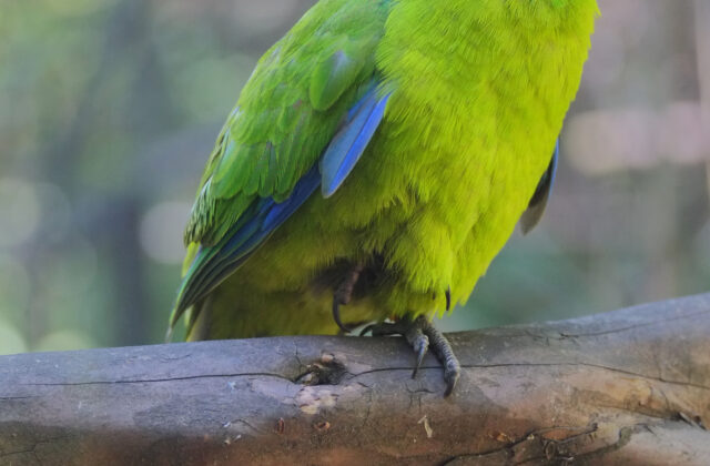 Antipodes Parakeet