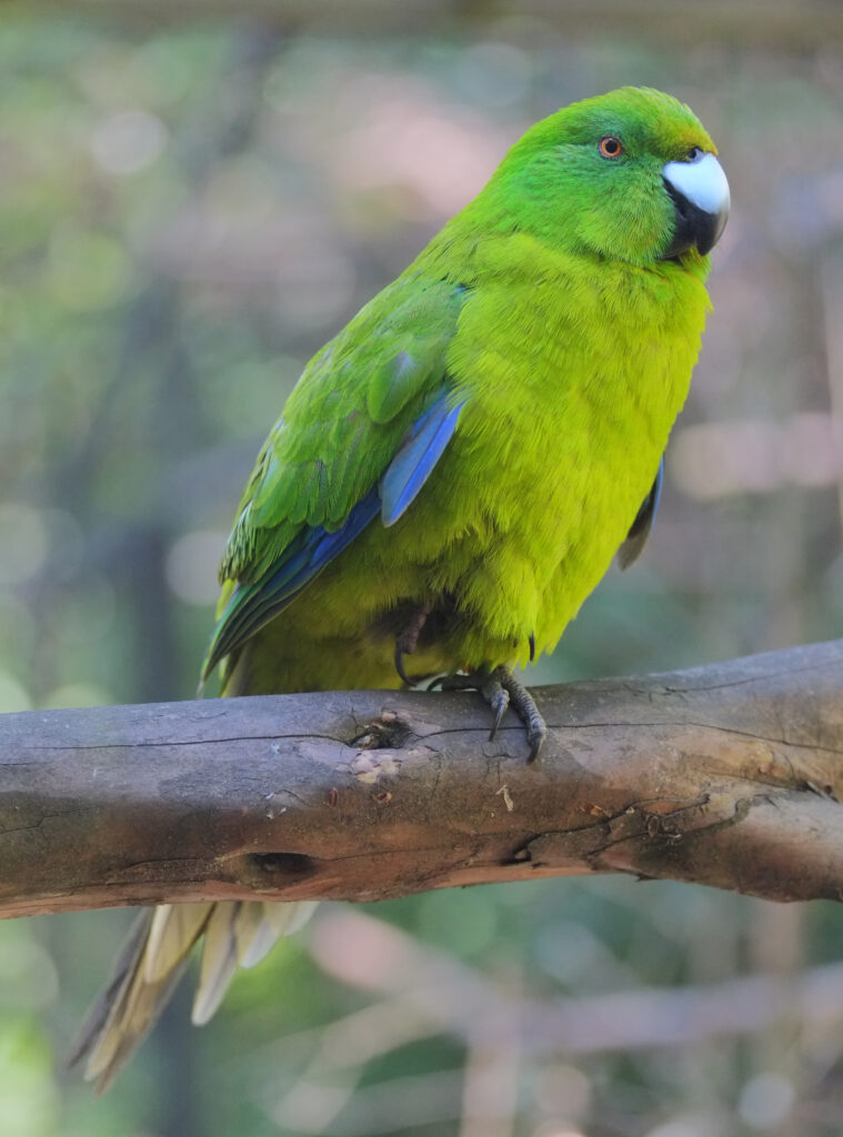 Antipodes Parakeet
