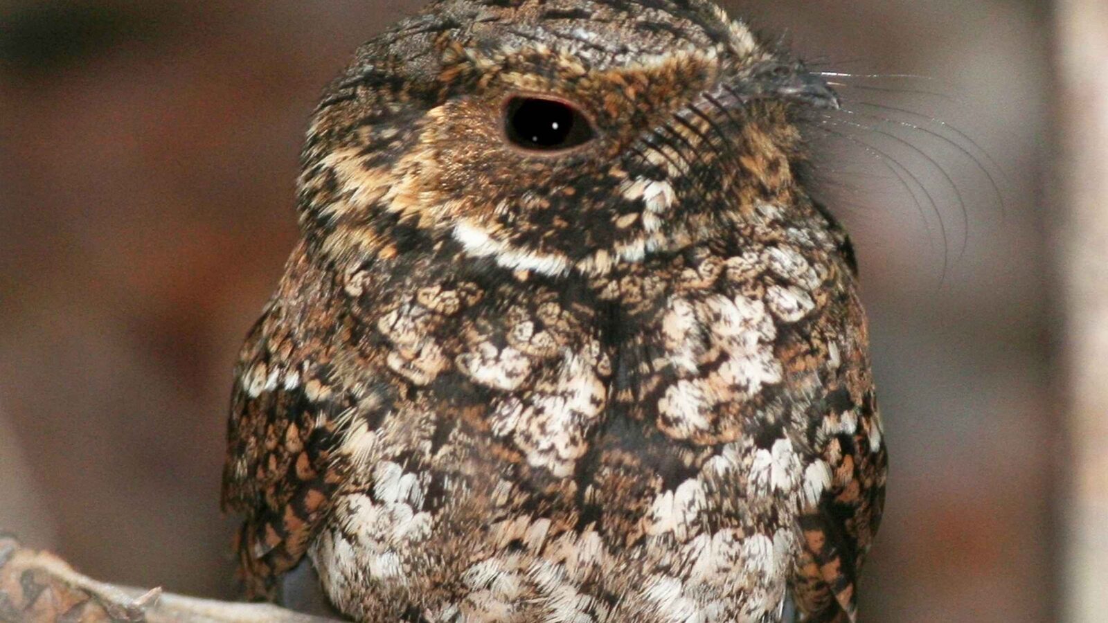 Puerto Rican Nightjar