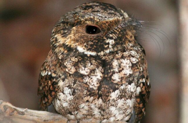 Puerto Rican Nightjar