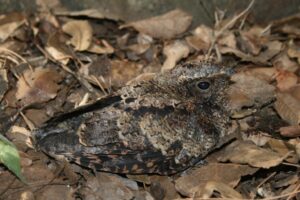 Tawny-collared Nightjar