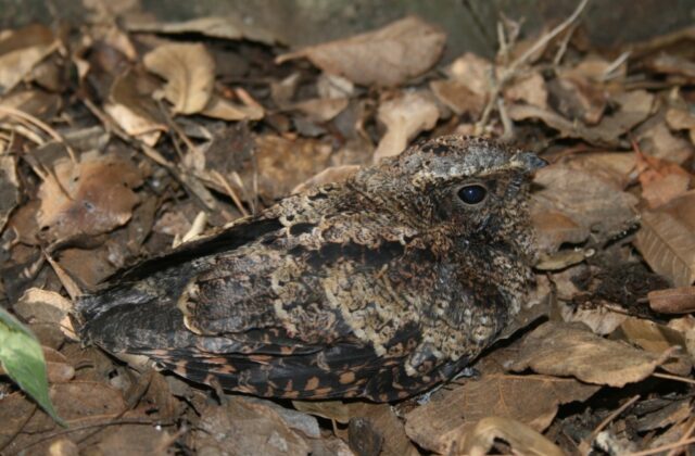 Tawny-collared Nightjar