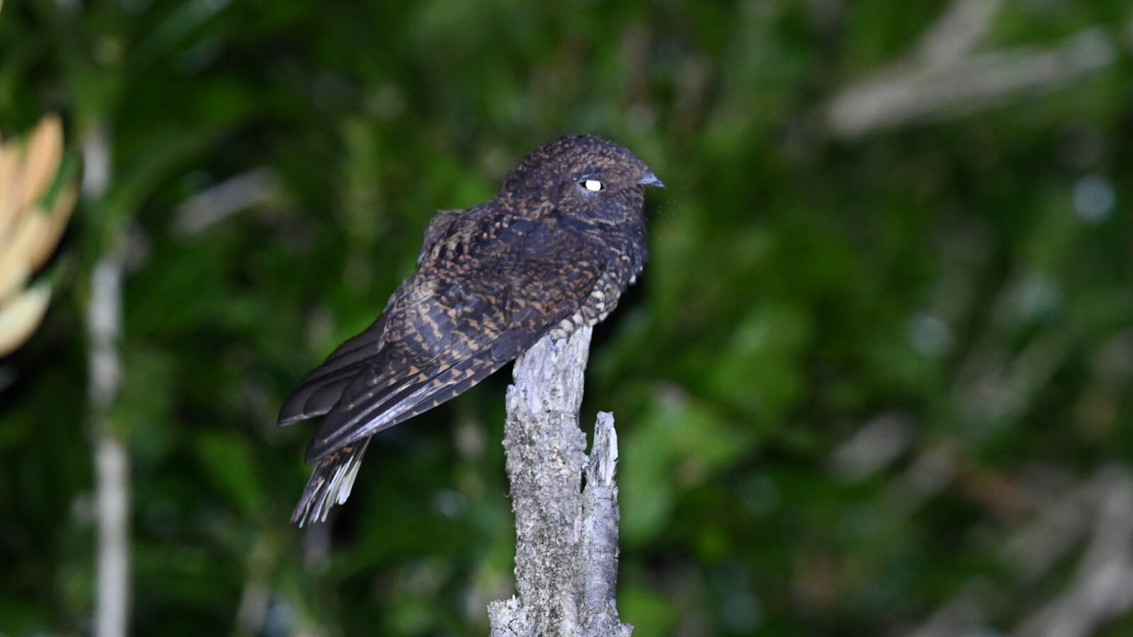 Dusky Nightjar