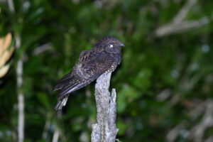 Dusky Nightjar