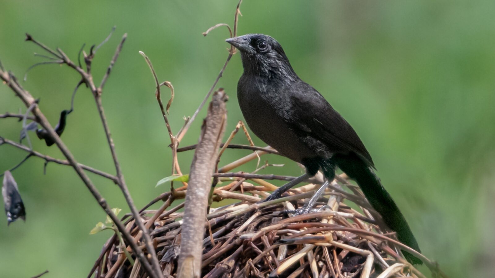 Forbes’s Blackbird