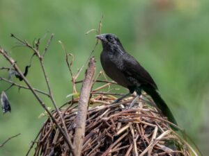 Forbes’s Blackbird