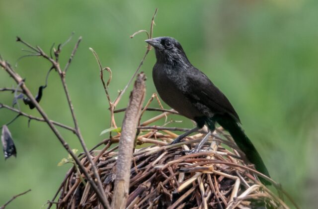 Forbes’s Blackbird