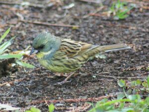 Black-faced Bunting