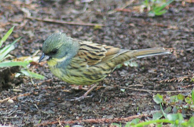 Black-faced Bunting