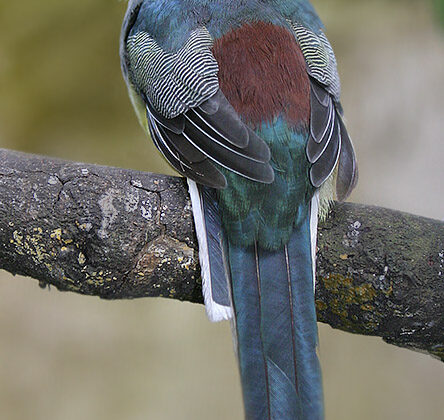 Sumatran Trogon