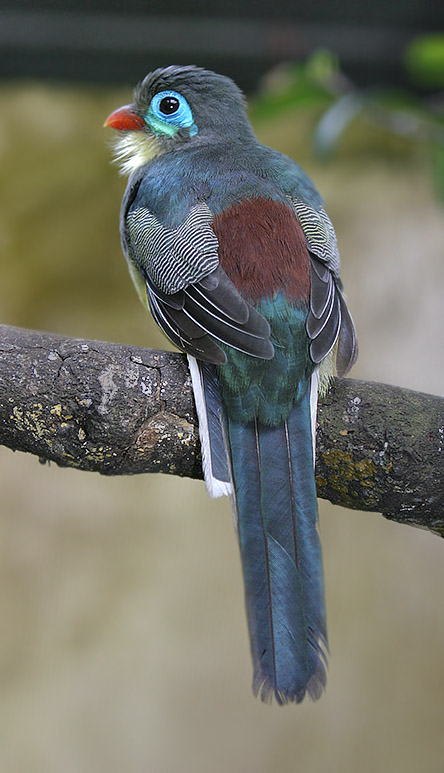 Sumatran Trogon