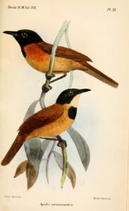 Black-headed Rufous Warbler