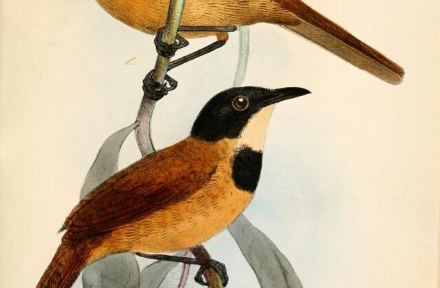 Black-headed Rufous Warbler