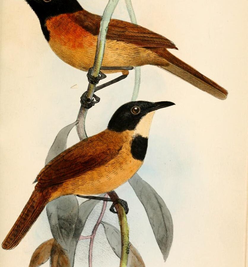 Black-headed Rufous Warbler