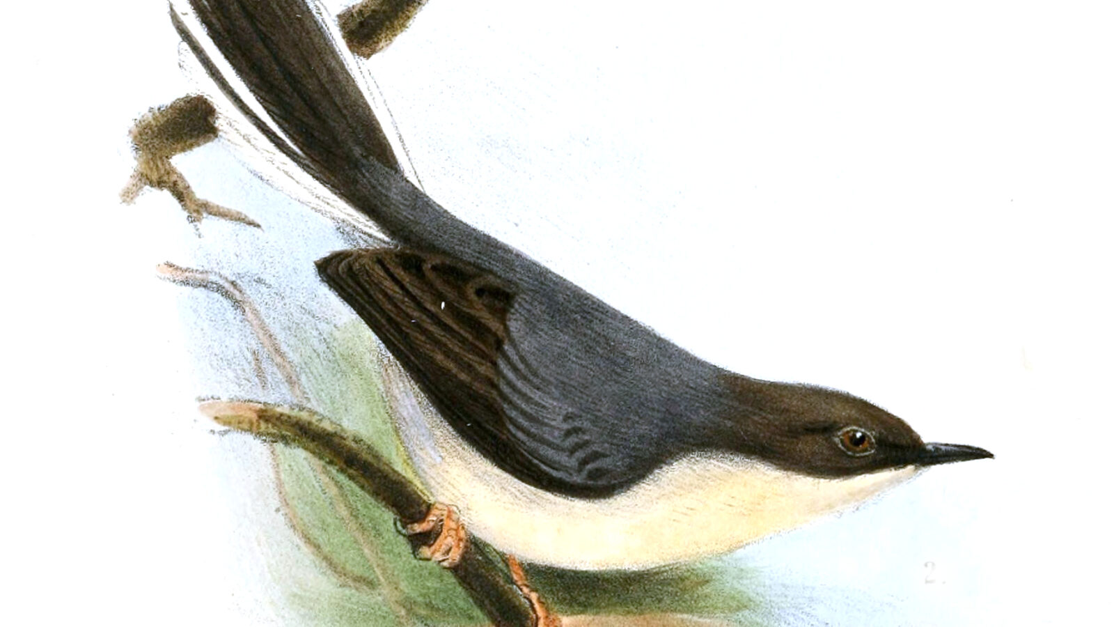 Grey Apalis