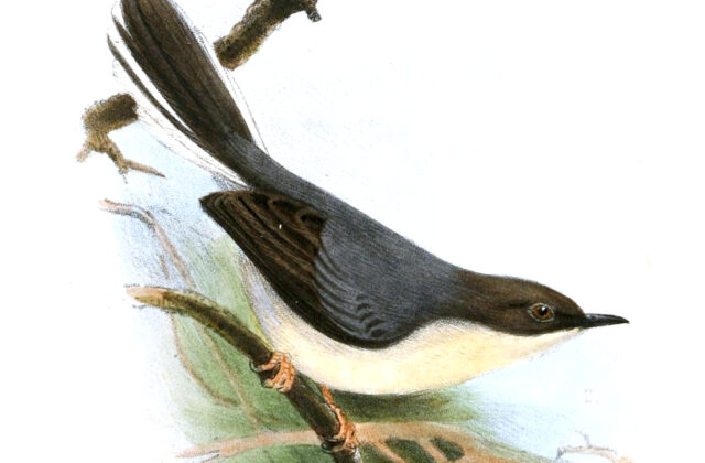 Grey Apalis