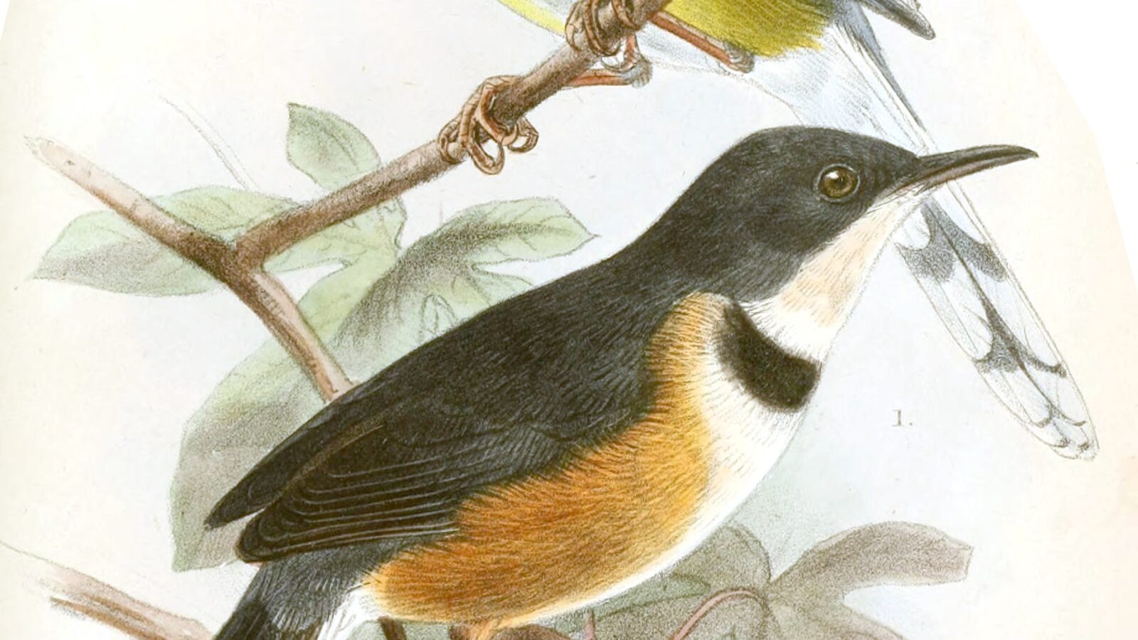 Black-collared Apalis